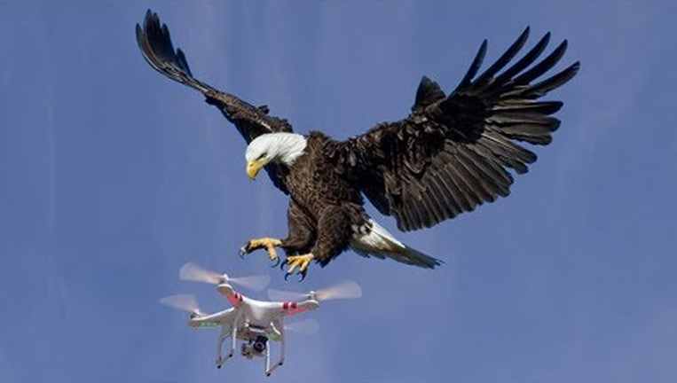 DroneoptixParts's tweet image. Dutch police have trained eagles to combat illegal drones that invade the Netherlands skies. 

This practice has also been adopted by the USA and other countries. 
#eaglesVSdrones #drones #natureVStechnology #eagles