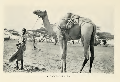  A Somali member of the hunting expedition