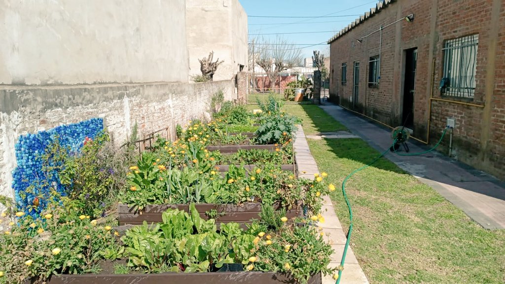 CCMJesusObrero's tweet photo. Buenos días, así amaneció nuestra querida huerta, se ve el compromiso en su cuidado, gracias a @IMASNTigre y @Torcuato_Este  por brindarnos el personal para realizar su mantenimiento, hasta que regresemos a la normalidad y retomemos los talleres para la comunidad. https://t.co/VcGZhGCLMJ