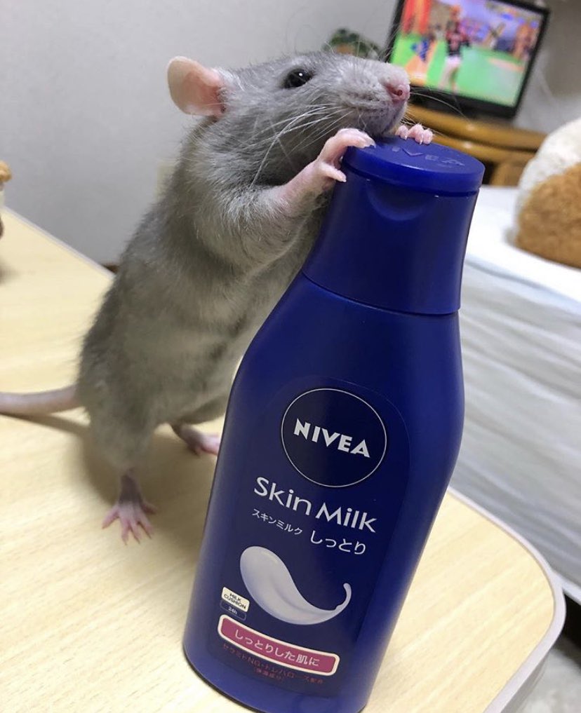 ukim_ksrt's tweet photo. おもち 可愛かったなぁ🐀💕

保定も練習させてもらったし
エキゾの病気の勉強をするきっかけにもなったし、おもちが病気になって 強制給餌とか圧迫排尿もできるようになった。
最期の時、おもちのエマ対応もした。
ボスミンとか泣きながら準備したなぁ。 これからもエキゾの勉強頑張ろ😌 https://t.co/gPxdBX88yZ