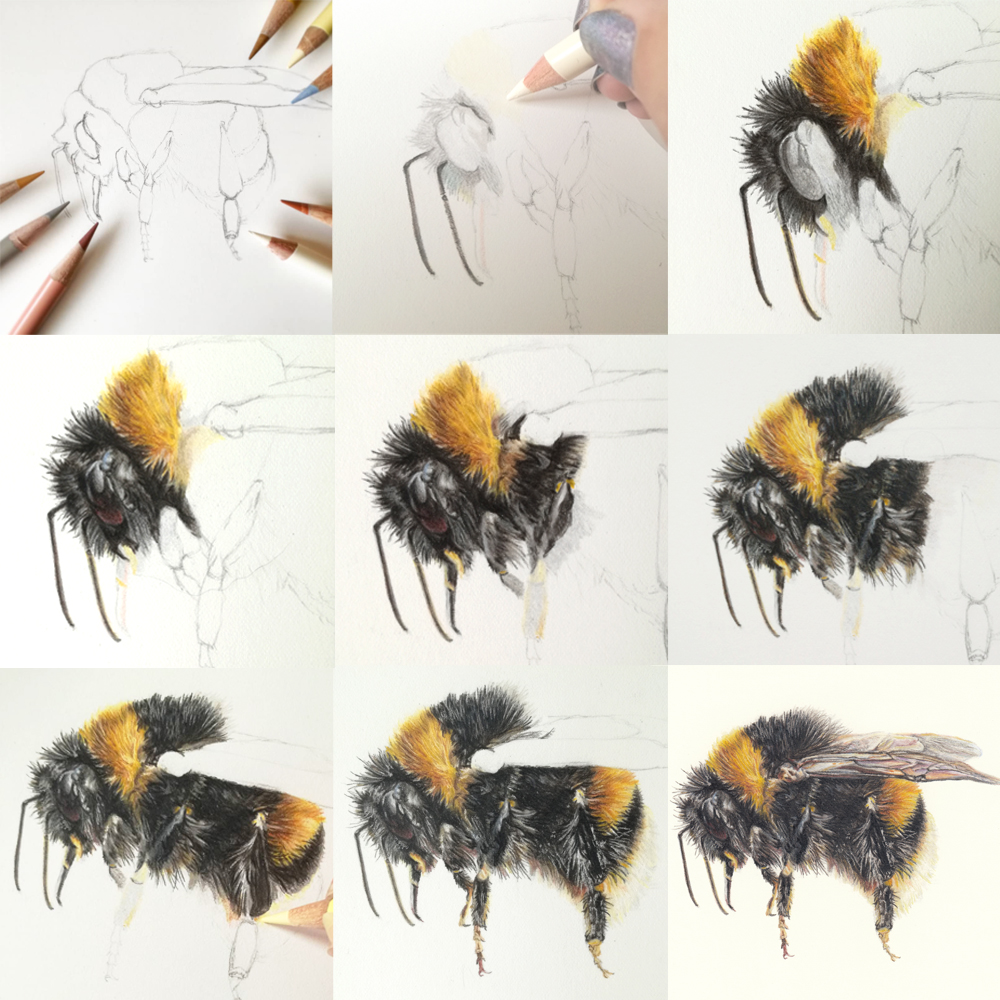 KateBirdArt's tweet photo. #Bumblebee #Drawing progress🙂 
#beedrawing #beeart #beelove #bumblebeelove #savethebees #bees https://t.co/X2vM6J8yXa