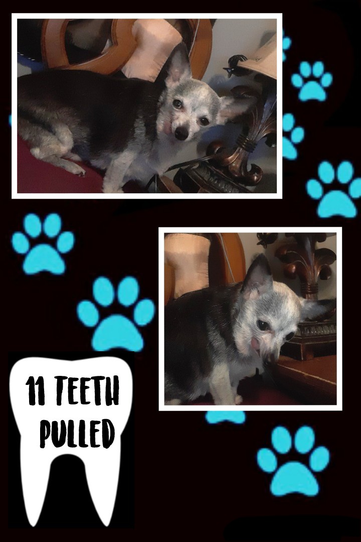 Genia_Scorpio's tweet photo. Your daily dose of Leroy James 
After his dental and 11 extractions(😳) he's had a rough week but us doing better
#chihuahua #spoiled #rescued #AdoptDontShop https://t.co/imKP38F5We