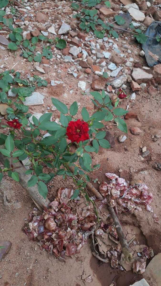 Ribu_Marini's tweet photo. #ButtonRose 🌹🌹
#FirstBlossom 🌹🌹 https://t.co/3fJDfgK0f2
