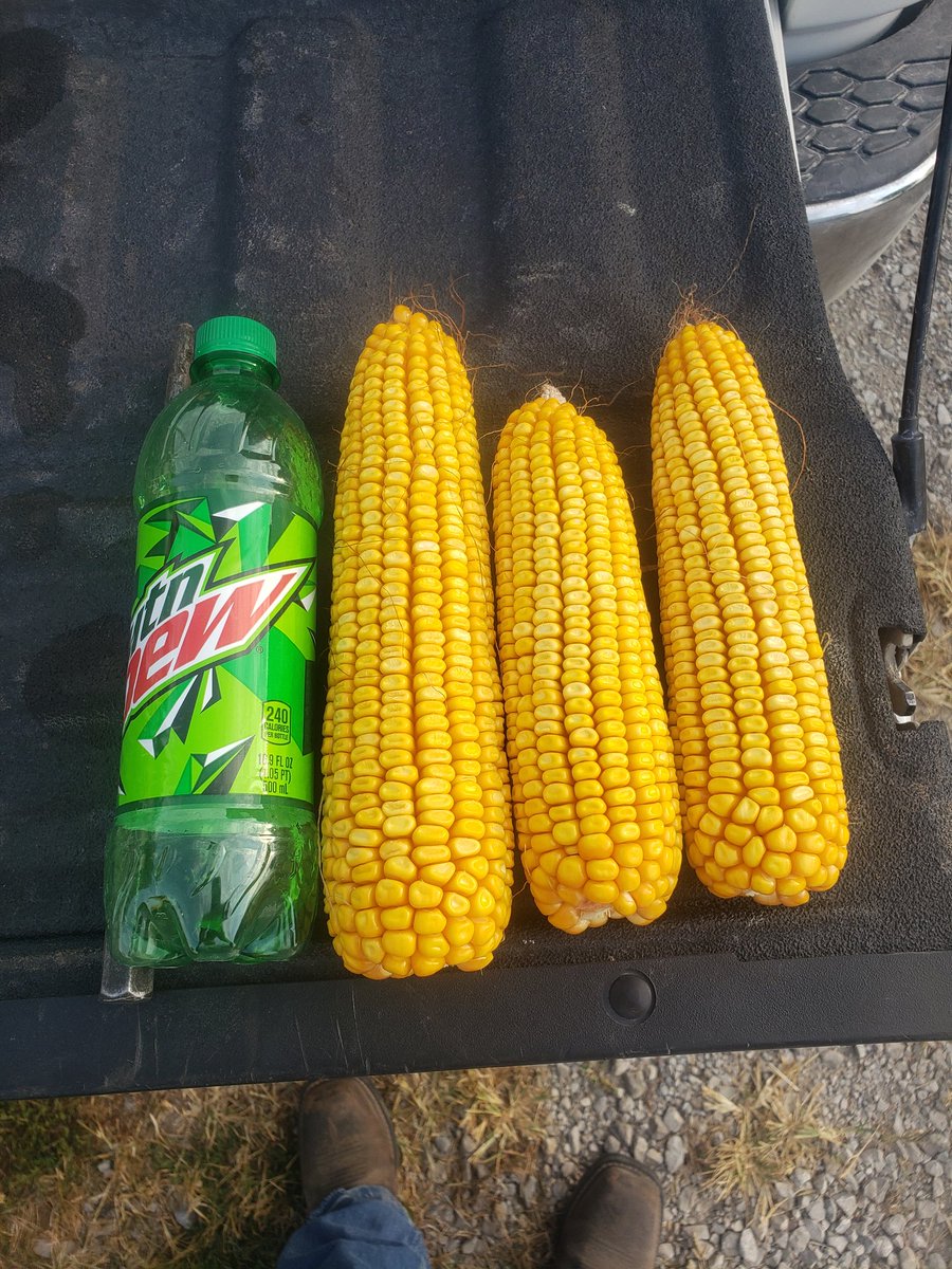 🌽🌽 Can't wait to get into this and see what we got!!  <a href="/conklincompany/">Conklin Company Inc.</a> <a href="/CropStarSeed/">CropStar Consulting</a> <a href="/pivotbio/">Pivot Bio</a> <a href="/GldnHarvest/">Golden Harvest Seeds</a>