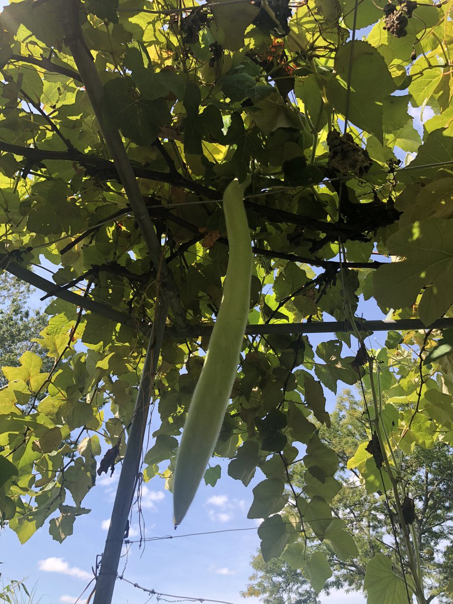 LidiaBastianich's tweet photo. My “Cucuzza Squash” is almost ready for the picking and cooking. Makes great soups, pasta sauces and is good as a vegetable. https://t.co/OURuL5SJAx