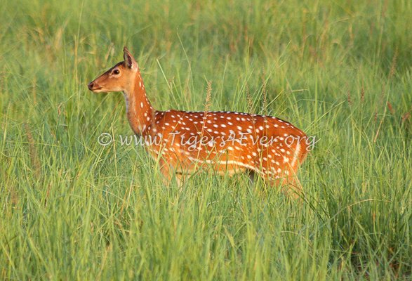 Tigers4Ever2010's tweet photo. @vivek4wild @wti_org_india @Mammal_Society @eMammal Sorry Vivek, will do here's a few more #IndiMammals including #tigers which we like too: #Chittal #Sambar #Dhole https://t.co/WCtuYlPbOV