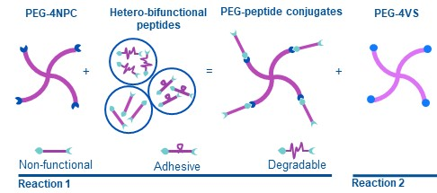 Our modular PEG hydrogel design uses hetero-bifunctional peptide cross-linkers, allowing all PEG arms to participate in cross-linking. Phenomenal effort led by  @tracytongyu &  @theevanslab,  @HooglandScience,  @OP_Oommen at  @TampereUni and Jons Hilborn at  @UU_University (14/25)