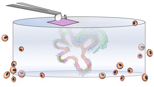 Teaming up with  @LondonNanotech and  @LaurentBozec, PhD student  @MichaelNorman used  #AFM to show that ILC1 mediated both local softening and stiffening of the hydrogel. (16/25)