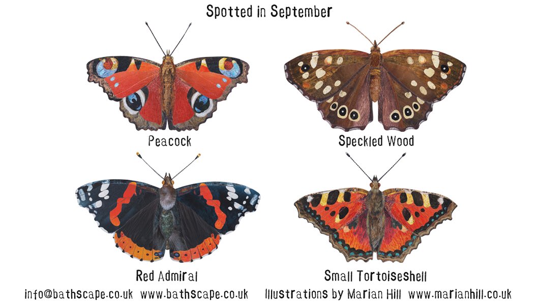 Butterflies to spot in September. Part of a nature trail guide I have illustrated for ⁦<a href="/BathCityFarm/">Bath City Farm</a>⁩ &amp; ⁦<a href="/Bathscape/">Bathscape</a>⁩ walking festival .  #britishbutterflies #naturetrail #sciart #britbutterfles ⁦<a href="/Britnatureguide/">The British Nature Guide</a>⁩