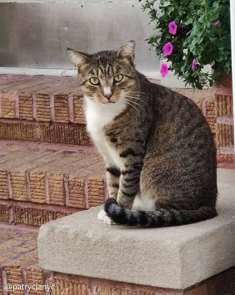 AdalinkaNYC's tweet photo. Cat.
Shot on @oneplus
7T Pro 5G McLaren.
@oneplus
@mclaren
09.07.2020.
#shotononeplus
#oneplus7tpro5G
#OnePlus
#OnePlusUpgrade
#OnePlus5GMcLaren
#cat #kitty #animal
#InstaAmazing #patrycjanyc #adamowska #patrycjaphotography #instagood #instaPics … https://t.co/rT23UWI2xd https://t.co/15YiDW1q9N