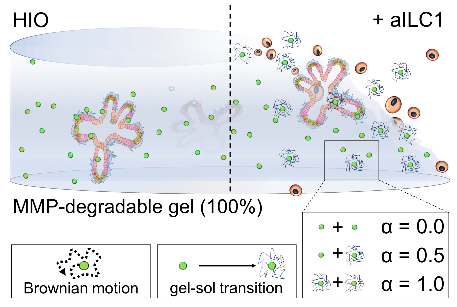 Lovely piece of work by  @EvaHamrud. Her R code is free to download at  https://github.com/eileengentleman/Microrheology-code. (20/25)