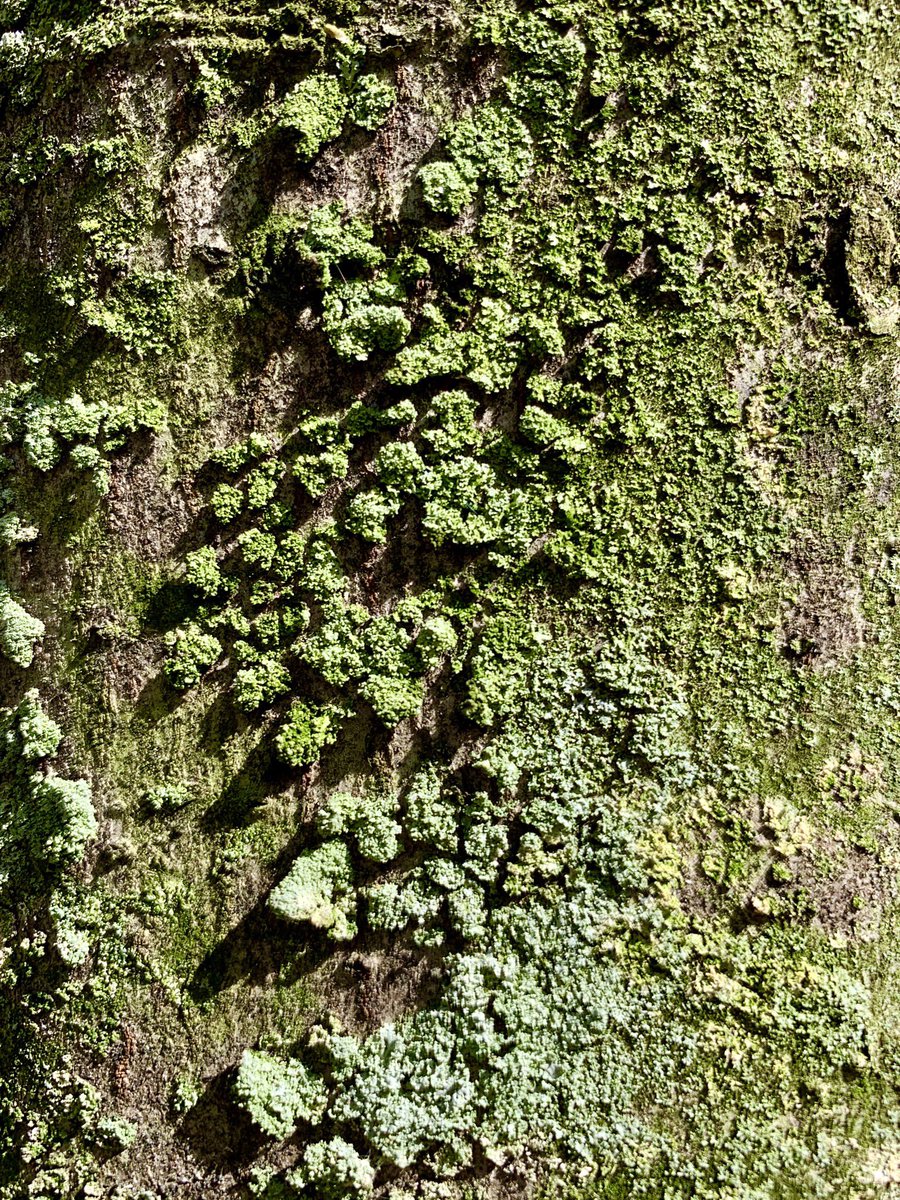 闵娅 (Min Ya | Minya), PhD tweet media