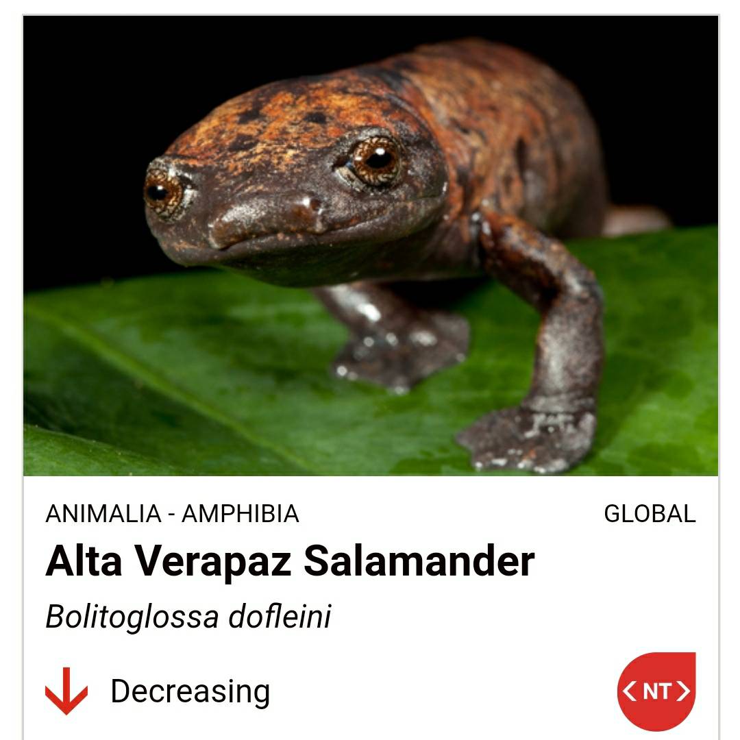 AnimalsAnonym's tweet photo. Here is a look at one threatened species of salamander 

Learn more about threatened species here:
https://t.co/ZlKHdzrs5G https://t.co/Ise8TAEsDL