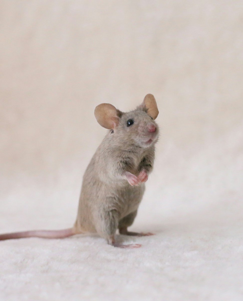 Masa 立ち方が可愛いうちのネズミさん ハツカネズミ