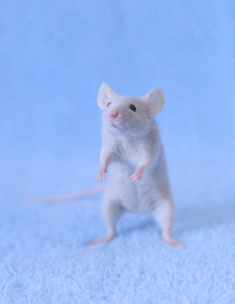 Masa 立ち方が可愛いうちのネズミさん ハツカネズミ T Co Xktsjkxoli Twitter