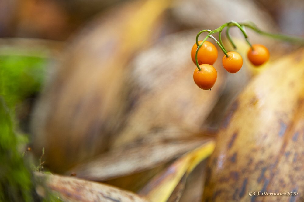 UVornanen's tweet photo. Lily of valley - poisonous berries in the #forest.
Kielon myrkyllisiä marjoja on nyt #metsä’ssä.
#myrkkymarja #syksy #luonto #Suomi #poisonberry #autunm #nature #Finland https://t.co/NymBY85bfH