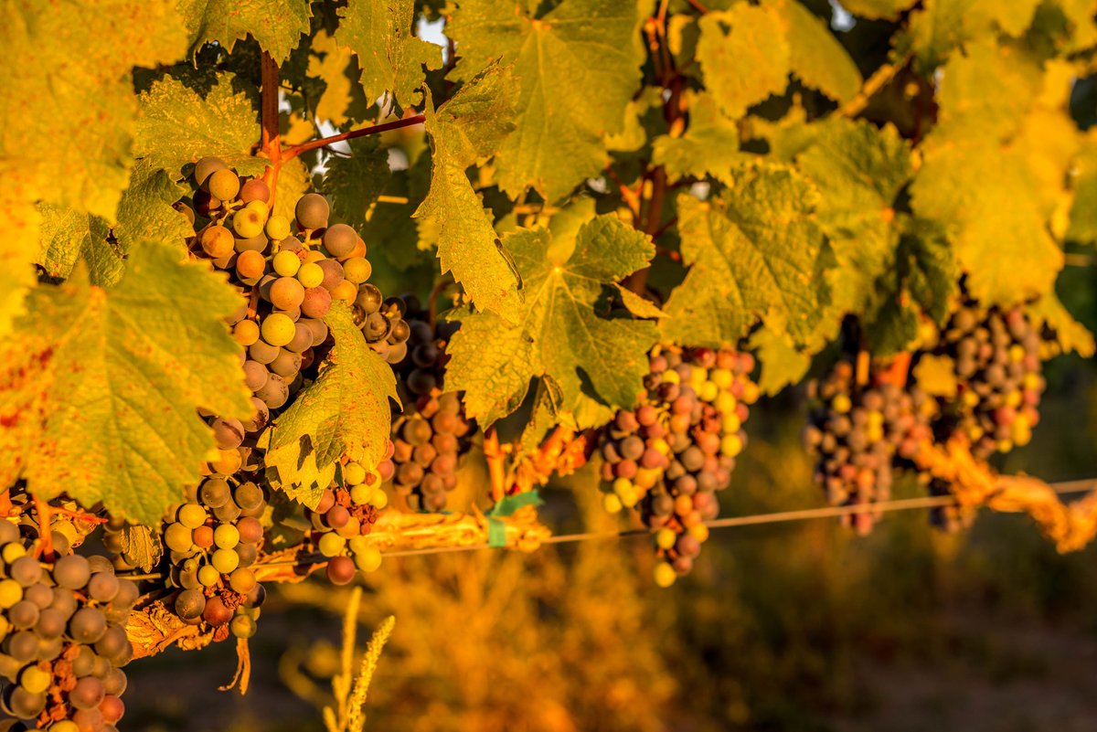 prosserwine's tweet photo. Who's excited about the 2020 harvest!?!?!?! https://t.co/sLI2WMQxYH