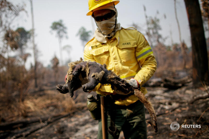 Animals living in the Amazon, one of the earth's most biodiverse habitats, face an ever-growing threat as loggers and farms advance further and further into the rainforest  https://reut.rs/2EXB0YY  1/5