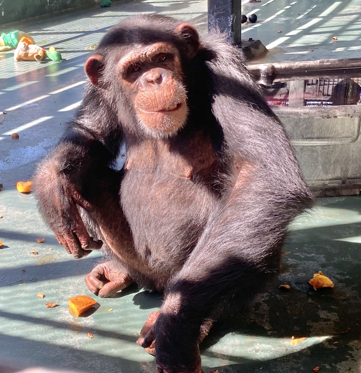 projectchimps's tweet photo. #AcornSquashDay While we mostly give the chimps raw produce, we like to mix it up, particularly with squash! These acorn squashes were roasted with a bit of cinnamon for the chimps to enjoy this vegetable (or fruit if you want to be botanically correct).

#MandyChimp #RonaldChimp https://t.co/82FYDeDnoN