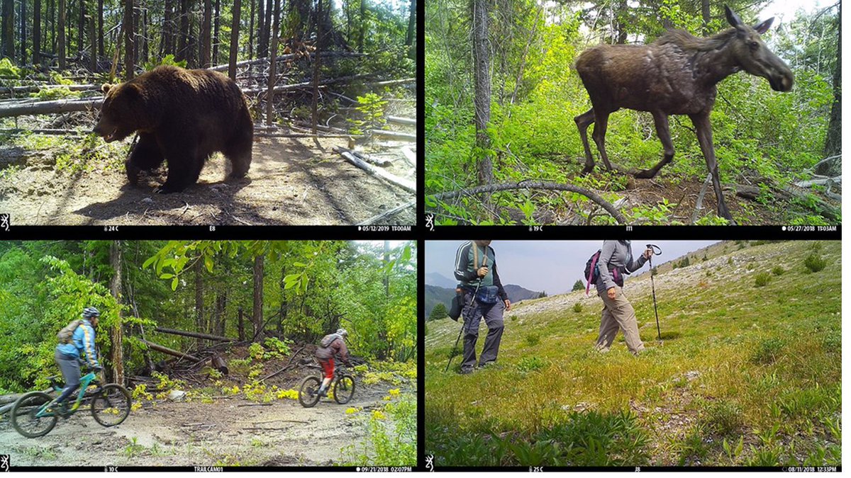 Naidoo and Burton (doi.org/10.1111/csp2.2…) look at the relative effects of recreational activities on a temperate terrestrial wildlife assemblage. They find remarkable impacts of vehicles, bikes and hikers on habitat usage by wildlife. Is wilderness visitation benign?