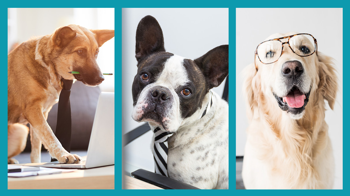 TheStandDesk's tweet image. They’ve had to endure loud Zoom calls, an endless stream of walks and fewer naps than they’d prefer, but our four-legged friends have been champs in this work from home era. Give your furry co-worker a shout-out!

#StandDeskWorks #StandingDesk #StandMore #HomeOffice #WFHSpace