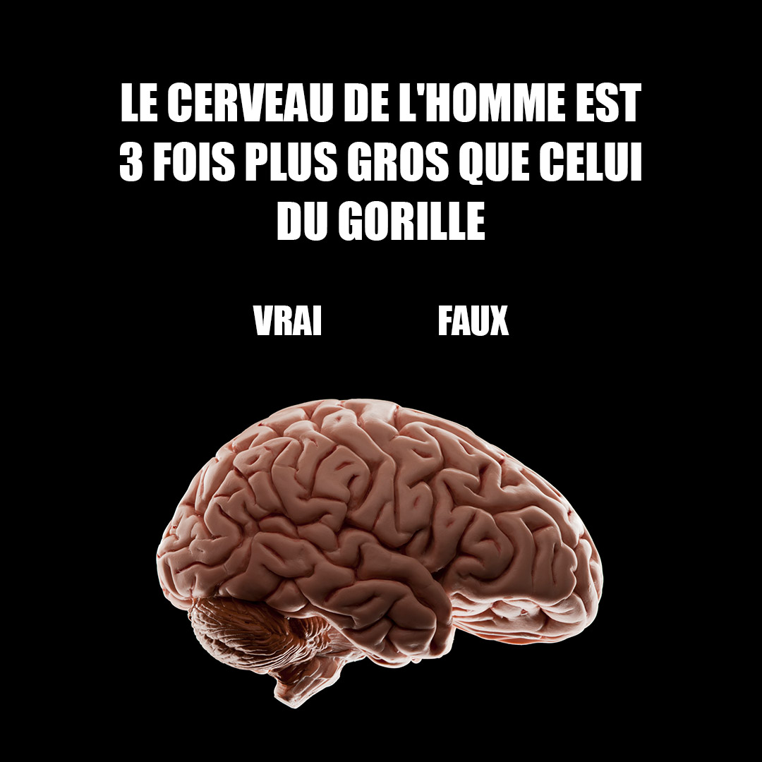 StringTheoryFR's tweet photo. ✅ Vrai ou Faux ? 🤷🏻♀️
🧠🦍
A vous de répondre 😘
#stringtheory #science #Quizz #ScienceisCool #cerveau #homme #êtrehumain #humanbody #brain #gorille #singe #gorilla #physiologie #anatomie #anatomia #hominoides #macaque #paleontologie #paléontologue #scienceaddict #sciencelife https://t.co/pzBTr9aBUU