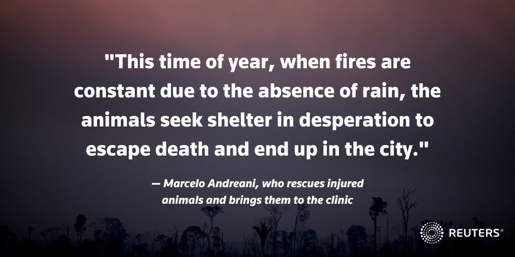 Weak and dying animals that are rescued arrive at Clinidog clinic in the Amazon city of Porto Velho where four volunteers work tirelessly to save them 2/5