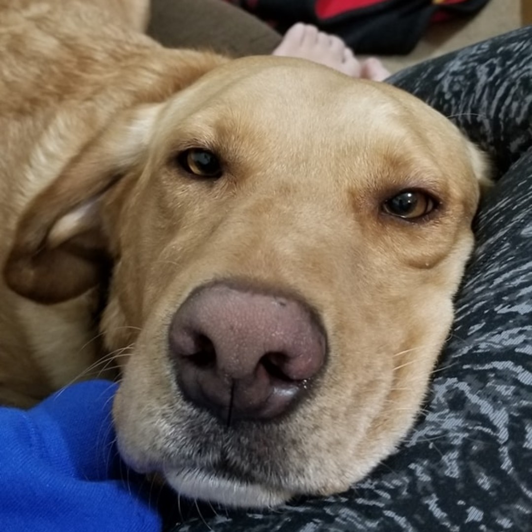 Bloomhomesrvcs's tweet photo. Does this even need a caption? Look at this face!! This weeks featured pet is Jedi! Thank you so much to Terra for sharing this adorable face!
#Petoftheweek #Featuredpet #Bloompets https://t.co/FZR3i3n5Zq