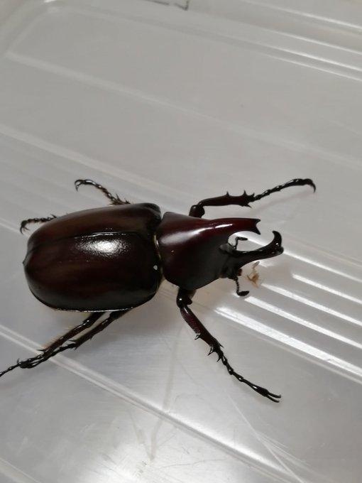 カブトムシクワガタのtwitterイラスト検索結果 カブトムシクワガタのtwitterイラスト検索結果