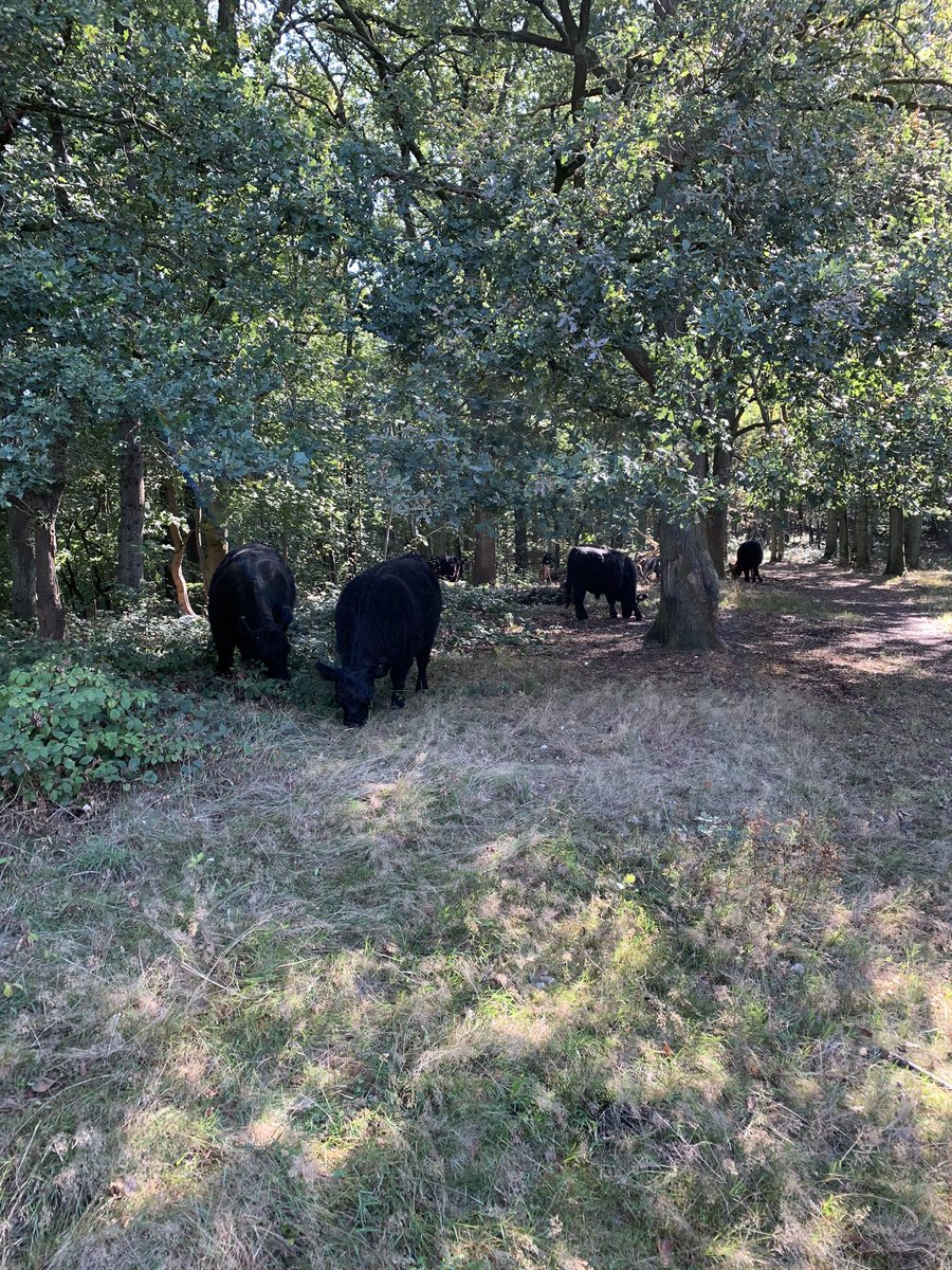 Marcgoffin's tweet photo. Afgelopen zondag de eerste FLOW wandeling na de corona, georganiseerd door wandelcomite  Amby. Alles goed geregeld , zelfs het weer. Top dat jullie het aangedurfd hebben en de uitvoering . Leuke route’s door bos . https://t.co/aVMvTNQ0ol