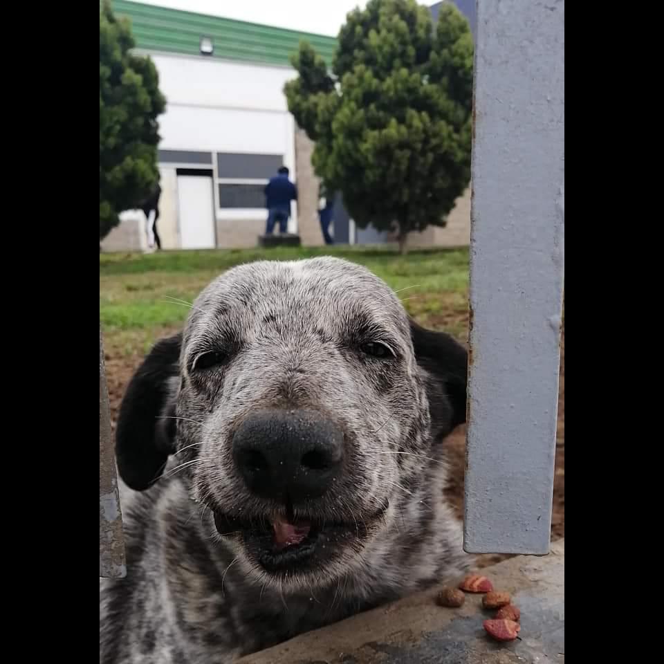 dame_una_pata's tweet image. Hola,😔 les pido porfavor que apoyen a mis callejeritos son más de 30 pequeños no cuentan ninguno con un hogar 😔
Ya no tienen galletitas porfavor todo apoyo suma🙏🙏
📲 967708944
Si deseas colaborar escríbeme 
Una manera de apoyar es compartiendo
Gracias por su atención 🙌🙌