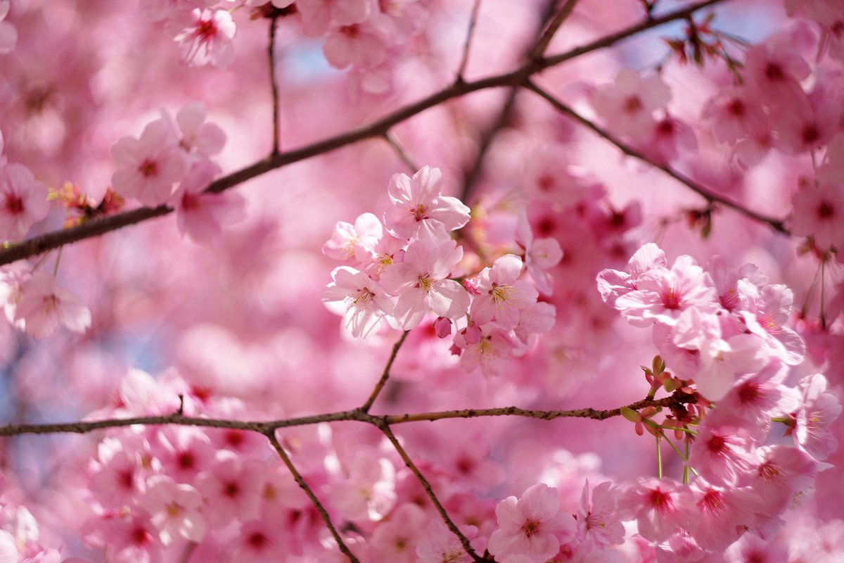 ROBOT ASAHI🤖 tweet media