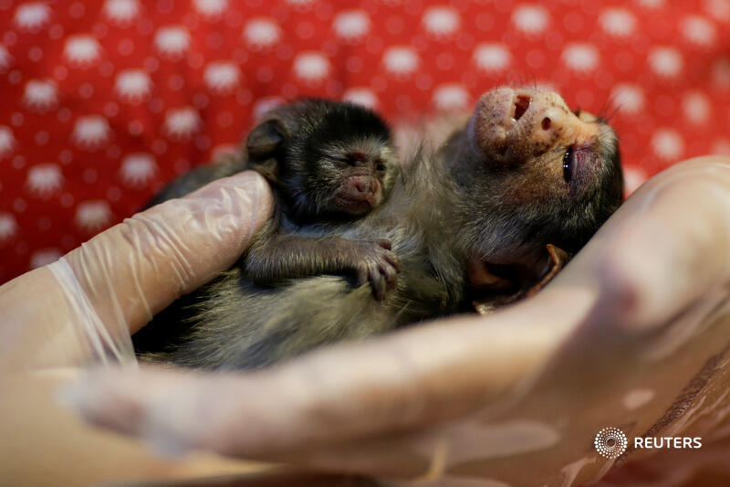 Xita, a tiny monkey, clutches her newborn. Vets working at the clinic believe the mother and baby were run over by a car as they fled fires 3/5