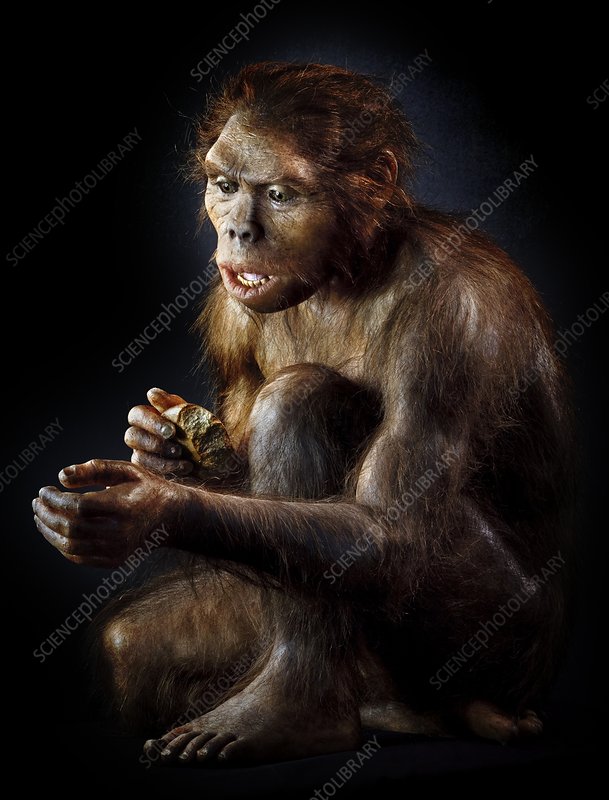 2/ Homo habilis, our first ancestor, lived around 2 million years ago, they are considered to be gatherer scavengers, making simple stone tools to crack animal bones to extract and eat large amounts of marrow, likely raw.