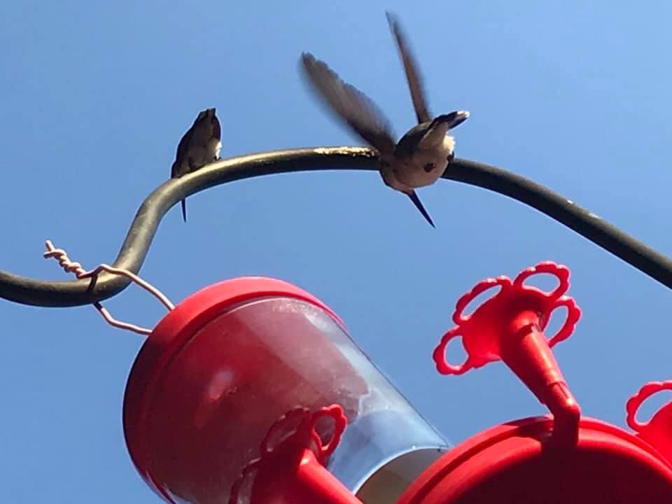 Happy Labor Day to those who showed up during the last six months to ensure all of us had access to food, medical care, home services + education. 

These hummingbirds represent them — they never seem to quit and make even the bees seem not quite as busy as they could be!