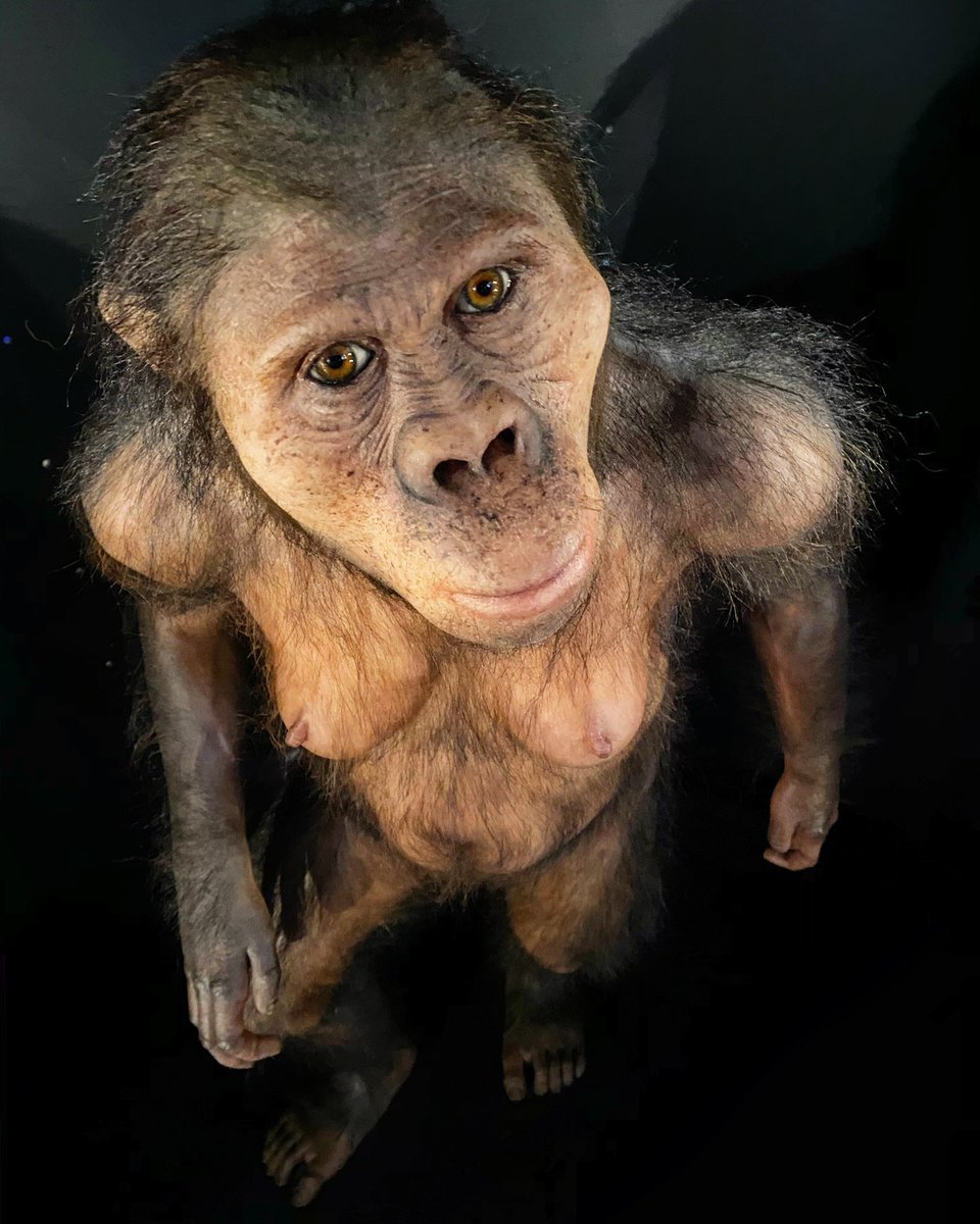 SerrallongaJ's tweet photo. A #MrsPless, #Australopithecusafricanus, debo parecerle un gigante monstruoso.
.
#Foto: #JordiSerrallonga (@museoevolucion, #Burgos).
.
#ProfSerrallonga, @museuciencies, #primates, #humanevolution, #science, #anthropology, #hominid, #fossil https://t.co/aVJierT16k