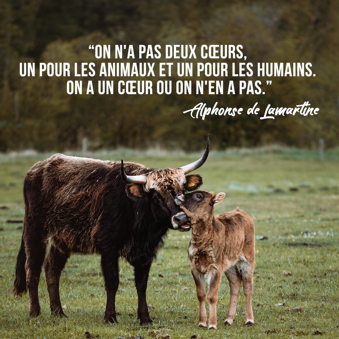 Soyons unis 🍀
#bienetreanimal #respect #respectanimal #nature #alphonsedelamartine