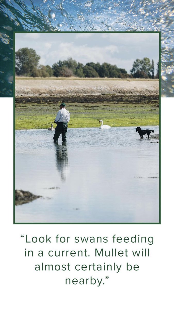 Lochinv89364954's tweet image. Couldn’t agree more. Contented angler and contented dog. #SaltwaterFlyFishing #OrvisDog #differentdog