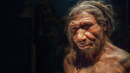 3/ Neanderthals, our extinct cousins, lived around 400,000 years ago. They ate a meat based diet, including dolphins, rhinos, bears and elephants. They boiled huge amounts of bones to produce a bone grease which they would have eaten to avoid protein poisoning