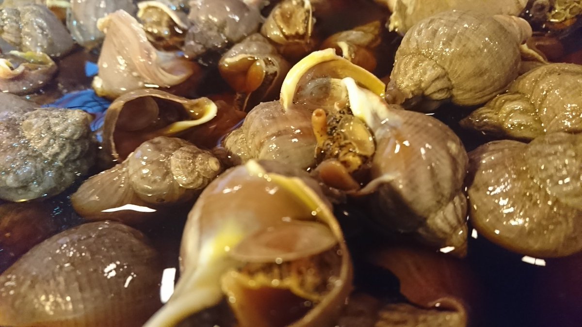 季節 板前料理 なごみ Ar Twitter 磯つぶ貝 北海道産です 当店では５kgをまとめて炊きます 磯つぶ貝の旨味が鰹出汁と醤油の香りを纏ってくれます 貝を炊く時もある程度の量を一緒に仕込んだ方が濃厚な旨味に変わります 磯つぶ貝 季節板前料理なごみ 富里