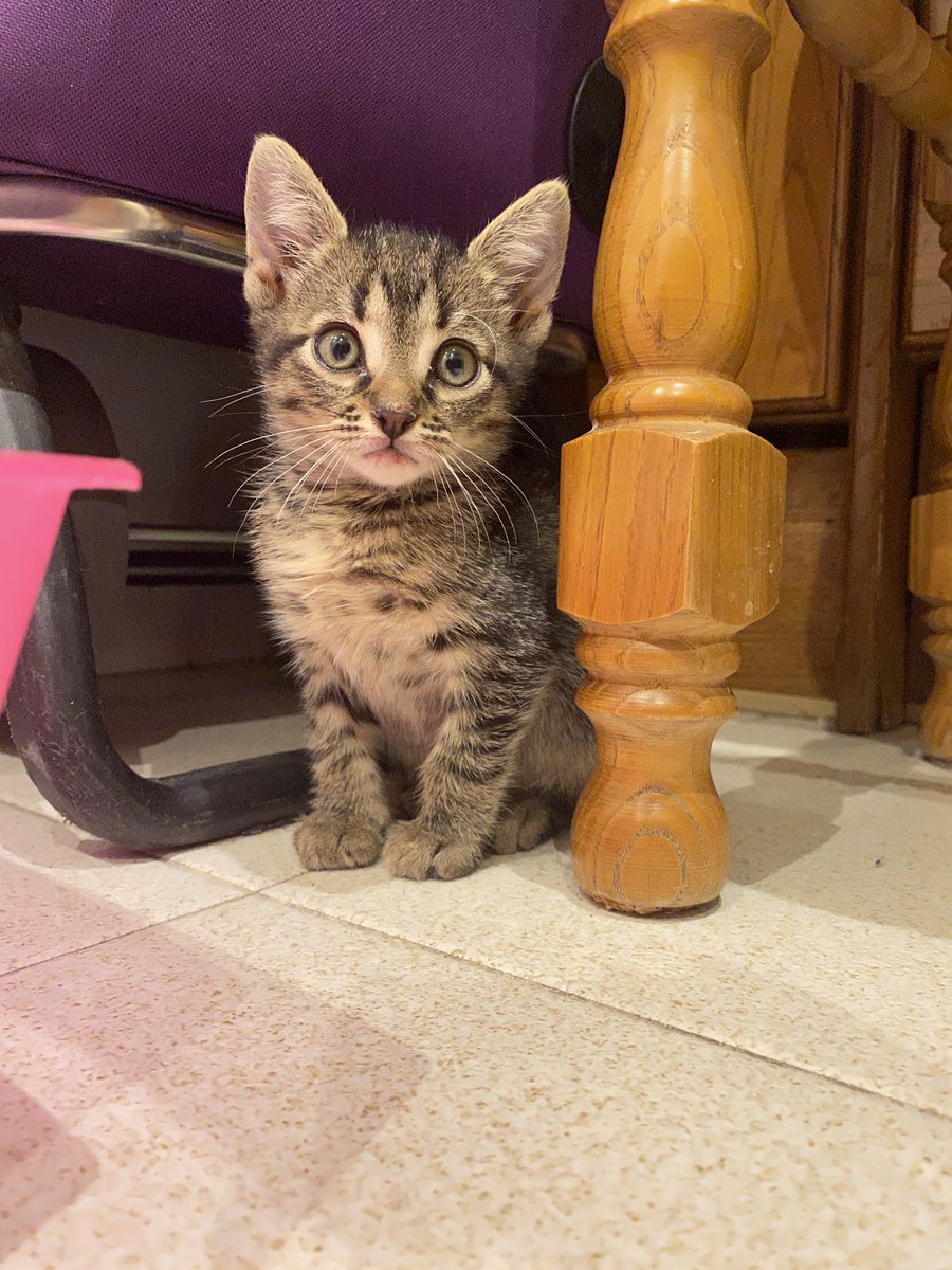 andreatglt's tweet photo. Estos dos pequeños siguen buscando casa 🤍🏡 si sabéis de alguien pls no dudéis en hablarme 🐱 https://t.co/oHLYwBeAlK