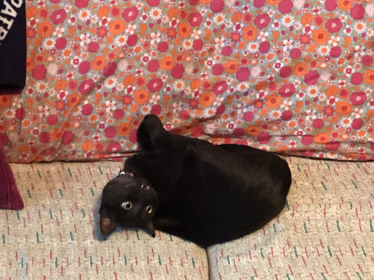 glott77's tweet image. Apparently the couch is her sworn enemy! #opus #blackcat #blackcatattack #couchcat #catsofinstagram #cats #instacat #catlovers