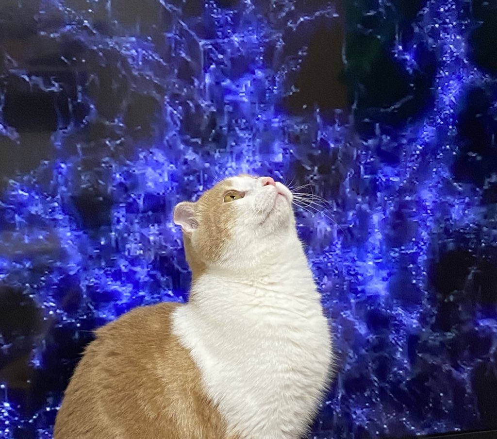 猫がやたらテレビの前に来るのでテレビを宇宙の映像にした これはspace Cat なんで小宇宙と猫ってこんなに合うんだろう Togetter 猫がやたらテレビの前に来るのでテレビを宇宙の映像にした これはspace Cat なんで小宇宙と猫ってこんなに合うんだろう Togetter