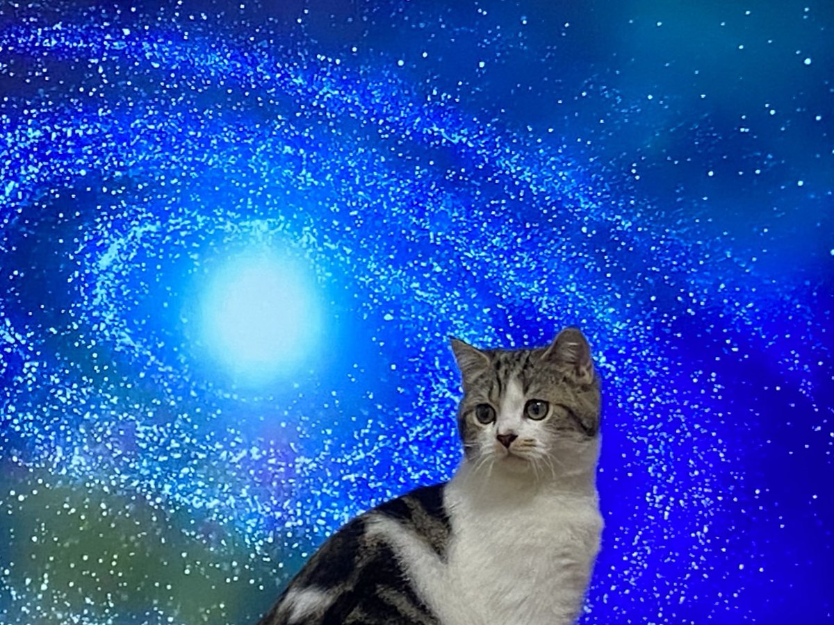 猫がやたらテレビの前に来るのでテレビを宇宙の映像にした これはspace Cat なんで小宇宙と猫ってこんなに合うんだろう Togetter 猫がやたらテレビの前に来るのでテレビを宇宙の映像にした これはspace Cat なんで小宇宙と猫ってこんなに合うんだろう Togetter
