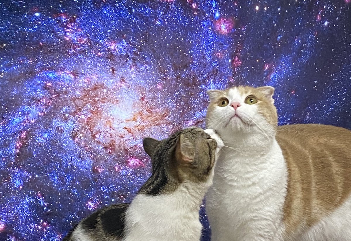猫がやたらテレビの前に来るのでテレビを宇宙の映像にした これはspace Cat なんで小宇宙と猫ってこんなに合うんだろう Togetter