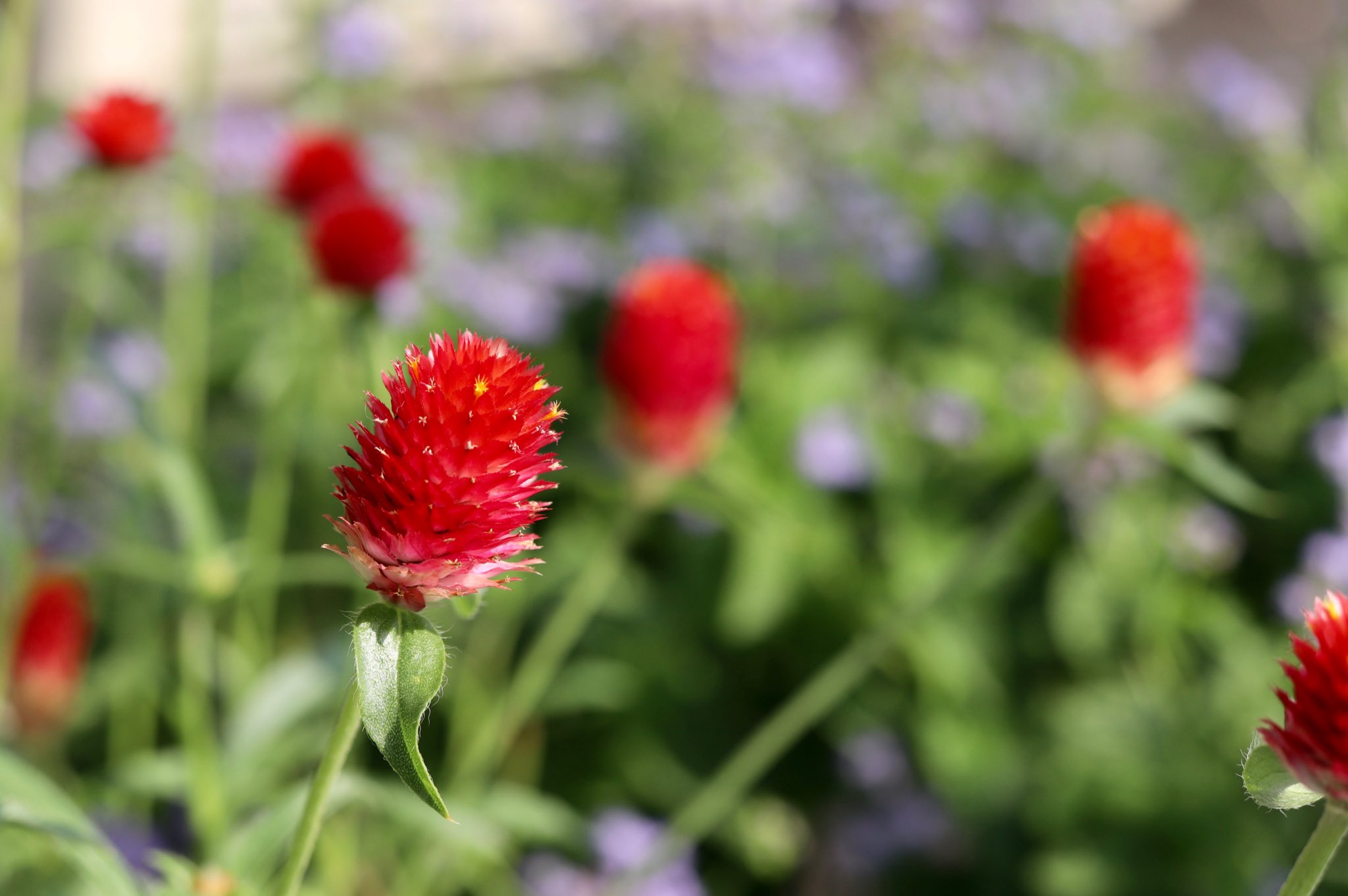 えり いつもありがとう 黄花千日紅とアゲラタムの花に イチモンジセセリ 目がくりくりでお顔も丸い 昔持っていたぬいぐるみの犬 コロちゃんに頭の毛並みや色もそっくり 傍には今季初ホトトギスの花 クリクリ目玉に負けじと木には赤い実