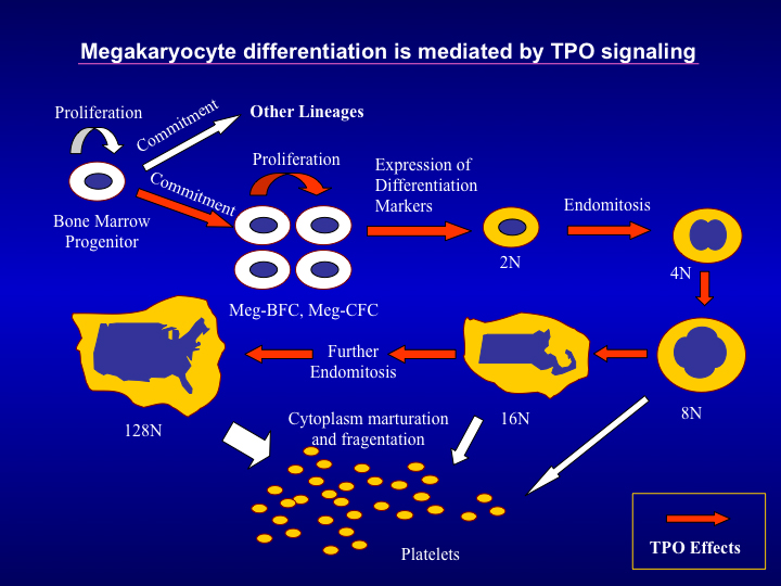 Here’s an amusing Boston-centric way (in the "Hub of the Universe" tradition of Oliver Wendell Holmes) of depicting megakaryocyte maturation from the Katya Ravid lab  @BU_Tweets /9