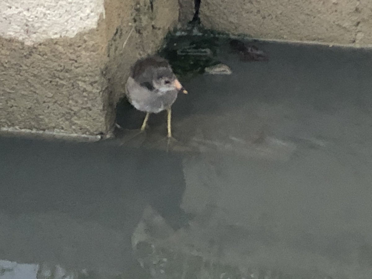 MarcosPlaSaez's tweet photo. Mirad qué bebé he visto marjaleando por el Parque natural de L’Albufera 😍.
Es un pollo de #Gallineta o #Polladeagua o #gallinulachloropus https://t.co/7cotqYc8CI