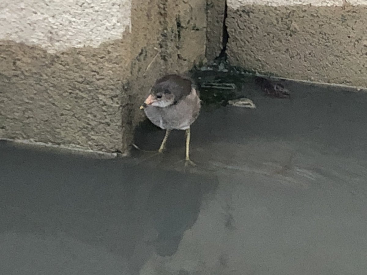 MarcosPlaSaez's tweet photo. Mirad qué bebé he visto marjaleando por el Parque natural de L’Albufera 😍.
Es un pollo de #Gallineta o #Polladeagua o #gallinulachloropus https://t.co/7cotqYc8CI