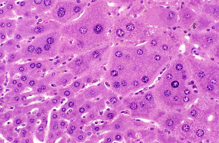 Hepatocytes do the endomitosis thing, too, but rarely exceed 8N ploidy - and, in contrast to megakaryocytes, the nuclei are widely separated./10